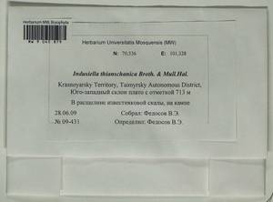 Indusiella thianschanica Broth. & Müll. Hal., Bryophytes, Bryophytes - Krasnoyarsk Krai, Tyva & Khakassia (B17) (Russia)