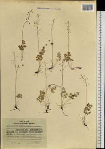 Thalictrum alpinum L., Siberia, Chukotka & Kamchatka (S7) (Russia)