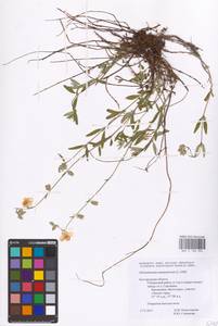 Helianthemum nummularium (L.) Mill., Eastern Europe, Central forest-and-steppe region (E6) (Russia)