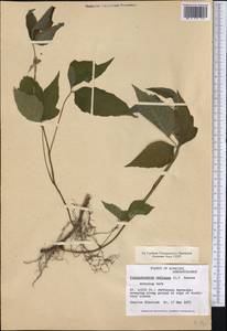 Toxicodendron radicans, America (AMER) (United States)