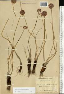 Allium cretaceum, Eastern Europe, Eastern region (E10) (Russia)