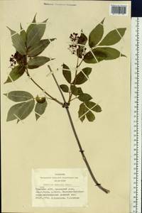 Sambucus sibirica Nakai, Siberia, Altai & Sayany Mountains (S2) (Russia)