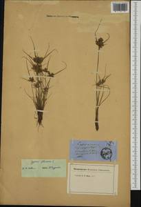 Cyperus flavescens L., Western Europe (EUR) (Not classified)