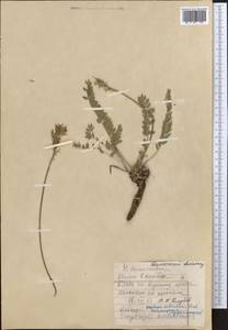 Oxytropis aulieatensis Vved., Middle Asia, Western Tian Shan & Karatau (M3) (Kazakhstan)
