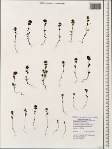 Euphrasia ossica Juz. ex Ganeschin, Caucasus, Stavropol Krai, Karachay-Cherkessia & Kabardino-Balkaria (K1b) (Russia)