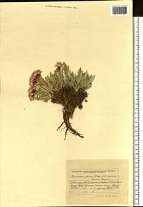 Saussurea pricei N. D. Simpson, Siberia, Altai & Sayany Mountains (S2) (Russia)