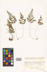 Gymnocarpium robertianum (Hoffm.) Newman, Siberia, Russian Far East (S6) (Russia)
