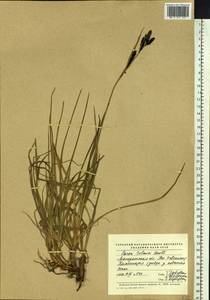 Carex microchaeta subsp. nesophila (Holm) D.F.Murray, Siberia, Chukotka & Kamchatka (S7) (Russia)