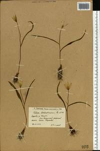Tulipa sylvestris subsp. australis (Link) Pamp., Eastern Europe, Lower Volga region (E9) (Russia)