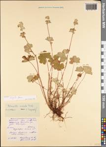 Alchemilla sericata Rchb., Caucasus, North Ossetia, Ingushetia & Chechnya (K1c) (Russia)