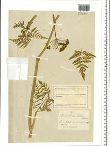 Conioselinum tataricum Hoffm., Siberia, Altai & Sayany Mountains (S2) (Russia)