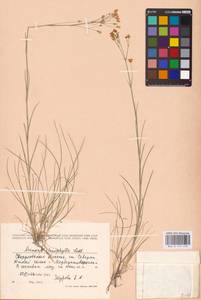 Eremogone saxatilis (L.) Ikonn., Eastern Europe, Eastern region (E10) (Russia)