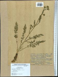 Carum carvi L., Eastern Europe, Central region (E4) (Russia)