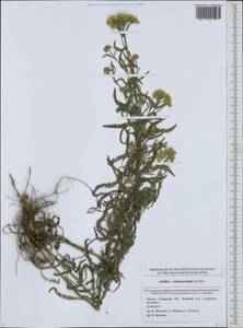 Achillea ×submicrantha Tzvelev, Eastern Europe, Middle Volga region (E8) (Russia)