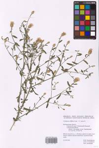 Centaurea diffusa × jacea, Eastern Europe, Central forest-and-steppe region (E6) (Russia)
