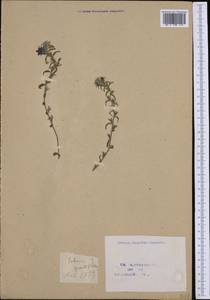 Echium creticum L., Western Europe (EUR) (France)