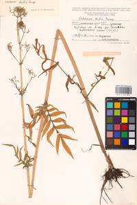 Valeriana dubia Bunge, Eastern Europe, Eastern region (E10) (Russia)