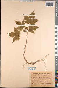 Acer barbinerve Maxim., Siberia, Russian Far East (S6) (Russia)