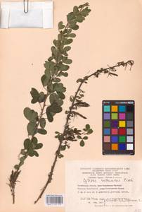 Chamaecytisus ruthenicus (Fisch. ex Woł.) Klásk., Eastern Europe, Eastern region (E10) (Russia)