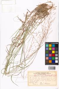 Agrostis gigantea Roth, Eastern Europe, Moscow region (E4a) (Russia)