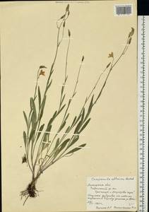 Campanula altaica Ledeb., Eastern Europe, Central forest-and-steppe region (E6) (Russia)