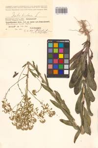 Isatis tinctoria L., Eastern Europe, Lower Volga region (E9) (Russia)
