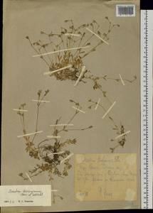 Cerastium beeringianum Cham. & Schltdl., Siberia, Chukotka & Kamchatka (S7) (Russia)