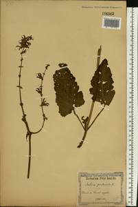 Salvia pratensis L., Eastern Europe, North Ukrainian region (E11) (Ukraine)