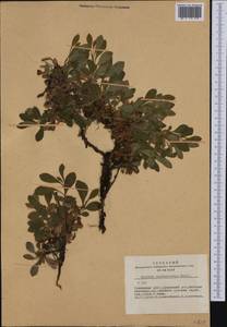 Arctostaphylos rubra (Rehder & E. H. Wilson) Fernald, Siberia, Altai & Sayany Mountains (S2) (Russia)