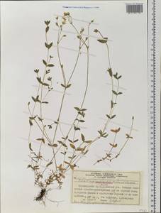 Cerastium beeringianum subsp. beeringianum, Siberia, Central Siberia (S3) (Russia)