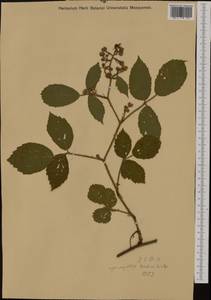 Rubus hirtus Waldst. & Kit., Western Europe (EUR) (Austria)