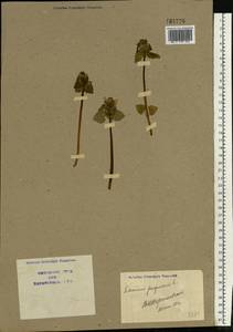 Lamium purpureum L., Eastern Europe, North Ukrainian region (E11) (Ukraine)