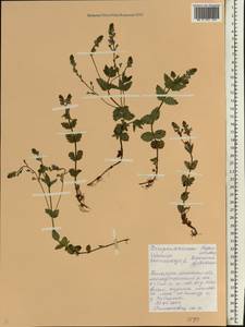 Veronica chamaedrys L., Eastern Europe, Belarus (E3a) (Belarus)
