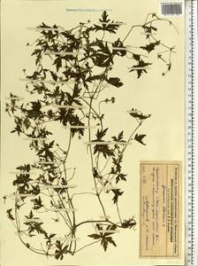 Geranium sibiricum L., Eastern Europe, Volga-Kama region (E7) (Russia)