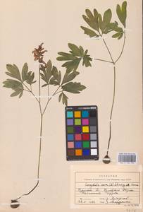 Corydalis cava (L.) Schweigg. & Körte, Eastern Europe, Western region (E3) (Russia)