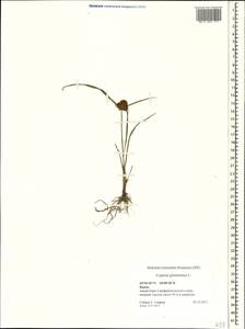 Cyperus glomeratus L., Crimea (KRYM) (Russia)