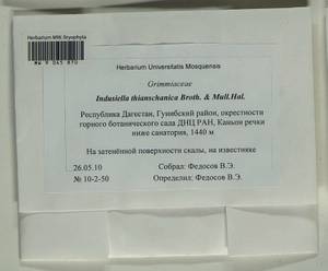 Indusiella thianschanica Broth. & Müll. Hal., Bryophytes, Bryophytes - North Caucasus & Ciscaucasia (B12) (Russia)