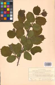 Corylus avellana L., Eastern Europe, Moscow region (E4a) (Russia)
