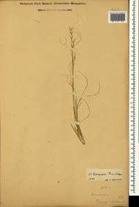Stipa lessingiana Trin. & Rupr., Caucasus, Dagestan (K2) (Russia)