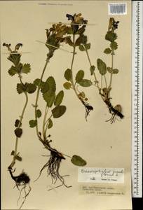Dracocephalum grandiflorum L., Mongolia (MONG) (Mongolia)