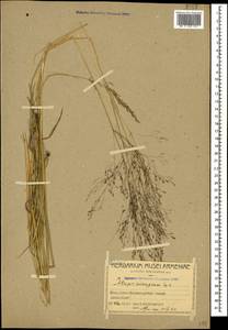 Puccinellia distans (Jacq.) Parl., Caucasus, Armenia (K5) (Armenia)