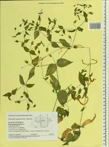 Stellaria aquatica (L.) Scop., Eastern Europe, Central region (E4) (Russia)