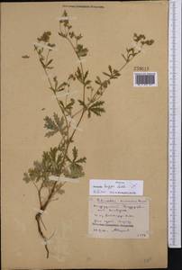 Potentilla longipes Ledeb., Middle Asia, Northern & Central Kazakhstan (M10) (Kazakhstan)