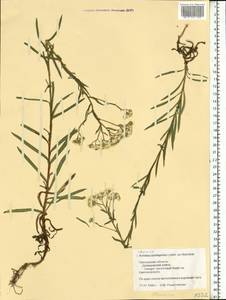 Achillea salicifolia subsp. salicifolia, Eastern Europe, Western region (E3) (Russia)