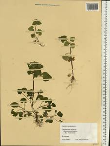 Lamium purpureum L., Eastern Europe, Western region (E3) (Russia)