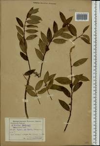 Salix triandra L., Eastern Europe, Central forest-and-steppe region (E6) (Russia)