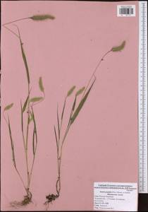 Setaria pumila (Poir.) Roem. & Schult., Eastern Europe, Central region (E4) (Russia)