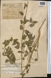 Codonopsis clematidea (Schrenk) C.B.Clarke, Middle Asia, Western Tian Shan & Karatau (M3) (Kazakhstan)