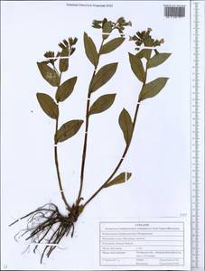 Pulmonaria obscura Dumort., Eastern Europe, North Ukrainian region (E11) (Ukraine)