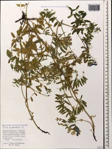 Vicia variegata subsp. variegata, Caucasus, Stavropol Krai, Karachay-Cherkessia & Kabardino-Balkaria (K1b) (Russia)